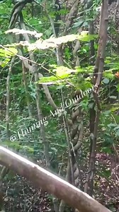 Sonido Del Venado Cuando Detecta Peligro #outdoors #vidadecampo #naturaleza #hunting | Hunting and outdoors