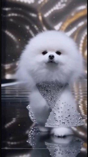 Dog Fashion Week 2025 🐕💫 The Hottest Pet Outfit Trends”