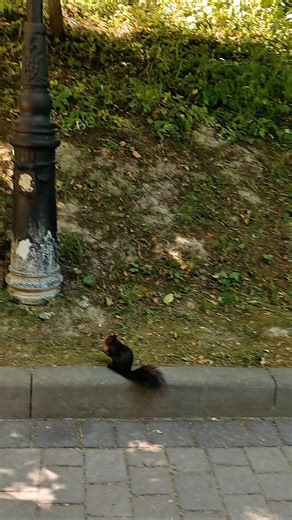 Squirrel Adventures: Watch This Little Acorn Collector Run!