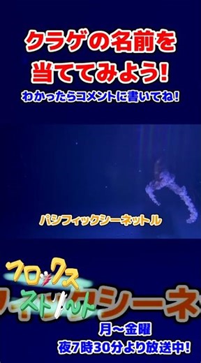 クラゲの名前を当ててみよう！ #クラゲ #パシフィックシーネットル #ミズクラゲ #アカクラゲ #タコクラゲ