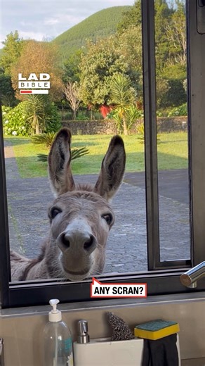 He opened that window like he pays rent 😂 | LADbible