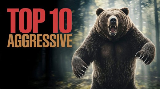 Top 10 Most Dangerous and Aggressive Animals Alive!