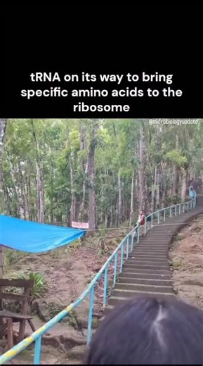 Angesh Yadav | Microbiologyupdate | on Instagram: "🔥EXPLANATION🔥: During protein synthesis, tRNA carries specific amino acids to the ribosome and matches them to the correct three-nucleotide mRNA codons to form a protein. Each tRNA molecule has a unique anticodon sequence that is complementary to the mRNA codon (matches in opposite ways, e.g. A-T or A-U and C-G). This process happens in the ribosome. Video 📷 only for educational and entertainment purpose . . . . I don’t remember who made this