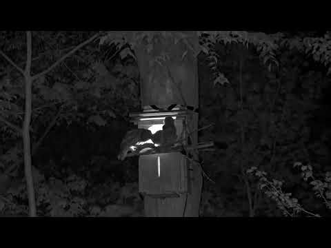 Farewell Midnight! Eldest Owlet Leaves Nest Box, Climbs Up Tree | WBU Barred Owl Cam – May 2, 2024