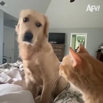 215K views · 6.3K reactions | Feline Frights!  | America's Funniest Home Videos | Facebook