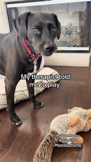 I like the beaver over the squirrel…#playtime #squeekytoy #boredathome #gooddog