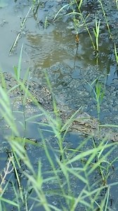 19K views · 292 reactions | woman finding Fish At River For dog #fishing #wildlife #frogs | Galvin Planet | Facebook