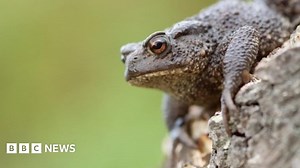 Oxton's 'first' toad road closure marks 20 years
