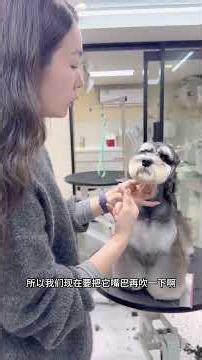 Unbeatable Cutie: The Cool and Adorable Schnauzer's Stylish Trim