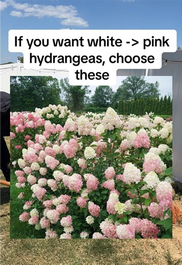 Why I chose Limelight Prime Hydrangeas #hydrangeas #limelighthydrangea #hydrangeaflowers #creatorsearchinsights