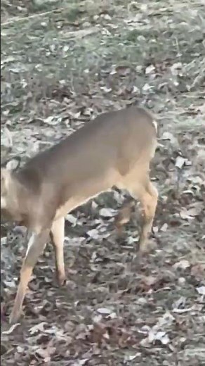 A Five-Legged Deer?! That’s A First!