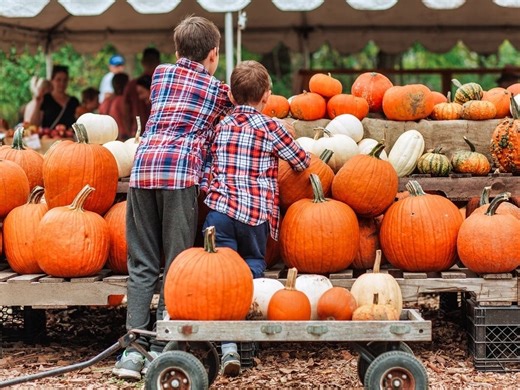 Where To Pick Pumpkins In Santa Monica This Fall