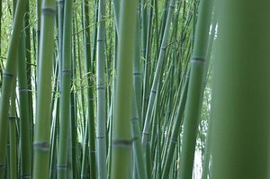 Cotton vs Bamboo: 9 Differences Between Cotton and Bamboo