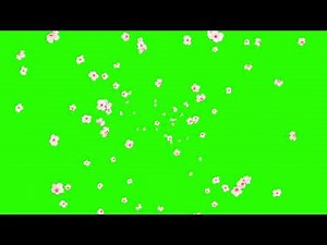 Colorfull Flowers Explode Green Screen