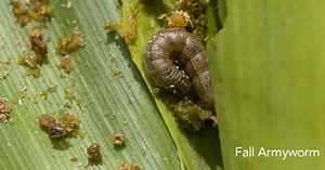 Army Worms How To Naturally Get Rid Of These Garden Pests