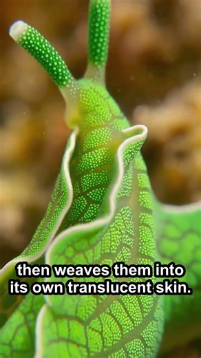 This Animal Photosynthesizes Like a Plant — And It Has Eyes