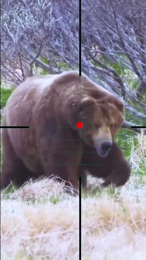 Close Range Bear Hunting Action #bearhunting #bearhunt #grizzly #wildbear