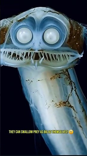 5 Facts about Telescope Fish 🐟