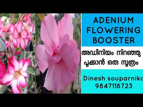 How to increase flowering rate of adenium big plants