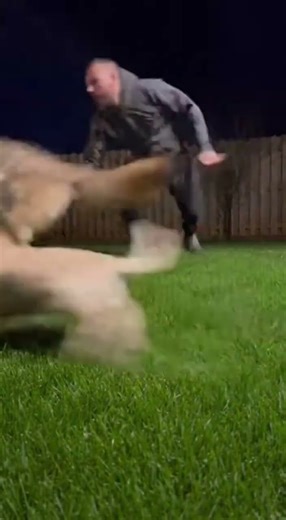 Coyote Grabs Puppy — Pit Bull Saves It Just In Time #dogrescue #pitbull #animals