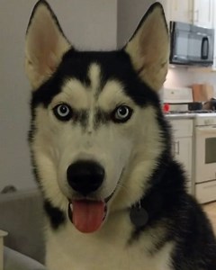 6 month old husky learns to HOWL!!! #cutedog #husky #howling #huskylove | The Husky Moon