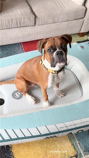 New kayak / sup for my dog! #paddleboard #standuppaddle #dog #inflatablekayak