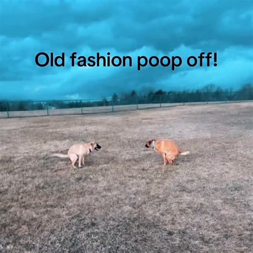 memes on Instagram: "🐕🐕 When Two Dogs Poop at the Same Time: A Surprisingly Educational Moment 💩 It might look funny (or perfectly timed 😂), but moments like this actually say a lot about dog behavior, health, and routine. Dogs are creatures of habit, and synchronized pooping often means they’re comfortable, relaxed, and following a shared schedule—especially in multi-dog households or bonded pairs. Pooping is a vulnerable act for dogs. When two dogs go at the same time, it can signal trust
