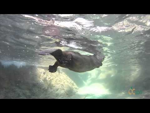 OC Zoo North American Beavers in Action