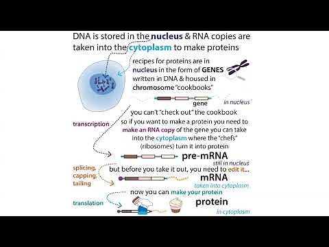 Nonsense-Mediated Decay (NMD), NonStop Decay, & No Go Decay (mRNA surveillance pathways)
