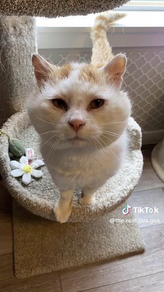 Tomcat Cheeks Transformation Before and After Neuter Surgery