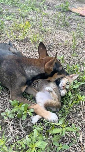 Kittens playing with puppies 🐶🐱#kitten #dog #puppy #cat #animals #cute #funny #catsanddogs