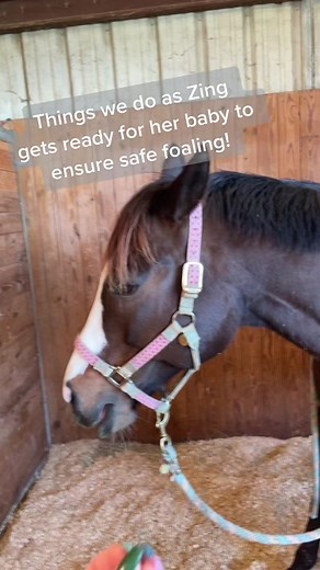 Who’s ready for foal watch 2022? #notme #foal #foalingseason #equestrian #horse #ottb #horsebreeder #AFairShotWithBlock #GameTok #hunterjumper #bayhorse #babymomma #pregnancy