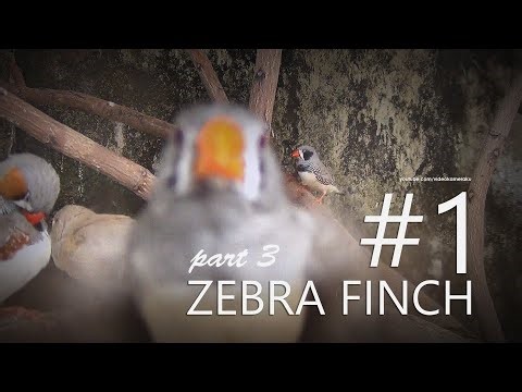 Zebra Finch Small Aviary: Chapter 1, Part 3 - Small Mounds of Millet Grass