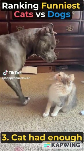 crazy cat vs crazy’s dogs so much funnyy vedio😂😂😂🤣🤣🤣😝😝😝🤪🤪🤪