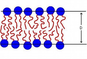Interbilayer forces in membrane fusion - Alchetron, the free social encyclopedia