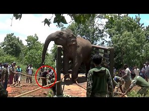 The wild elephant translocated by the wildlife authorities | Amazing videos of Wild Elephants | 象