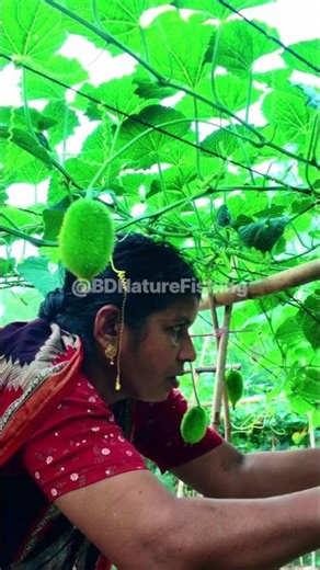 Spiny Gourd Harvesting ASMR | Satisfying Vegetable Picking Sounds 🥒