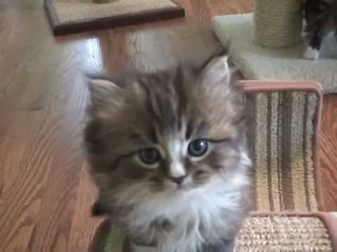 Kaerik RagaMuffin Kittens The Winter Wonderland Litter Six Weeks Old