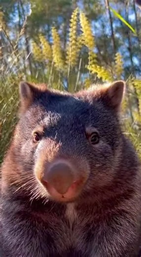 Experience the wild heart of the bushland as a wombat releases three powerful, loud snorts, beautifully captured amid rustling wind and nature’s own soundtrack. The thick brown fur, gently ruffled by the breeze, adds texture to the raw, earthy presence of this unique creature. Each snort echoes with the untamed energy of the wilderness, creating an immersive atmosphere. 🔗 Follow for more animal sounds: TikTok: http://tiktok.com/@animalsoundearth Instagram: https://www.instagram.com/ YouTube: ht