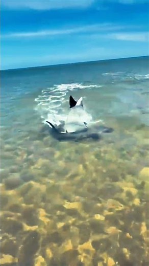Shark vs Stingray – Who Wins the Ocean Battle?" 🦈⚔️🐠 #monster #shark #ocean