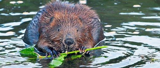 Animals in New York State