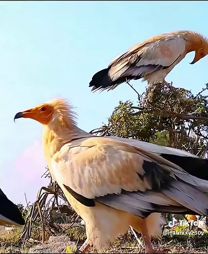 Discover Socotra: Earth's Alien Island with Dragon Blood Trees