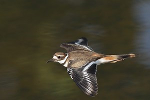 How to Identify a Killdeer Bird
