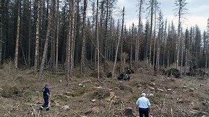 Es gibt Wege aus der Krise - Tod deutscher Wälder ist nicht nur Umweltkatastrophe