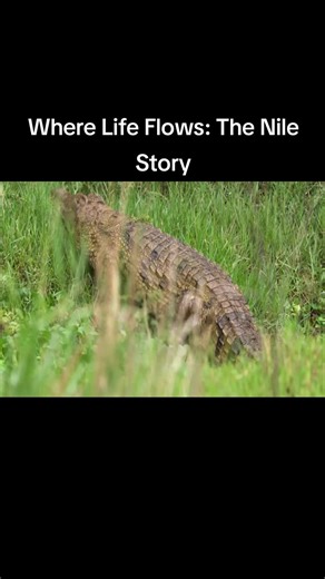 Discovering the Nile River: Journey Through Nature