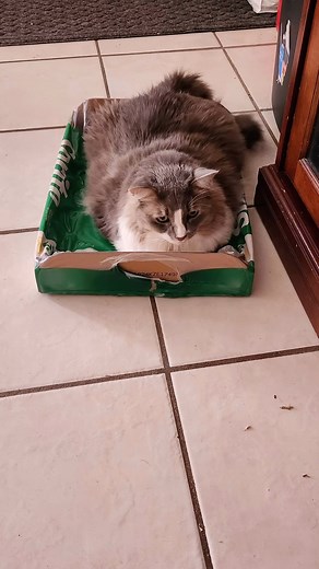 🐾 Lost Cat Alert - Help Us Find Kitty 🐱 Our beloved cat named Kitty was last seen in the Guadalupe and Sierra Madre area, close to the railroad tracks. She was in the backyard of our house but never returned. Kitty is not just a pet; she’s family. If you have any information about her whereabouts or have seen her, please contact us immediately. Your help means the world to us during this anxious time. Let’s bring Kitty back home where she belongs. Thank you for your support. #LostCat #HelpFind