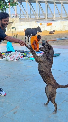 Dog🐶friendship🤝speaks louder than words #viraljump #dogapparel #dogshorts #doglife #youtubeshorts