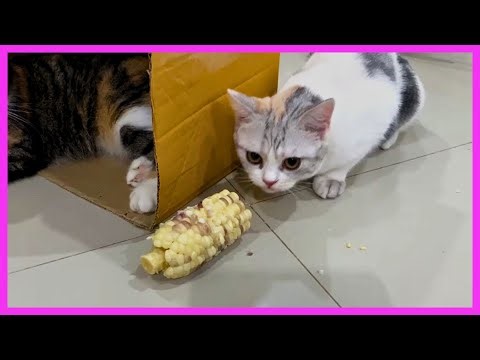 Unbelievable Cat Eating Corn for the First Time Funny Cat Video