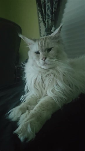 midnight kitty 😺 #cat #catsoftiktok #mainecoonsoftiktok #mainecoon #kitty
