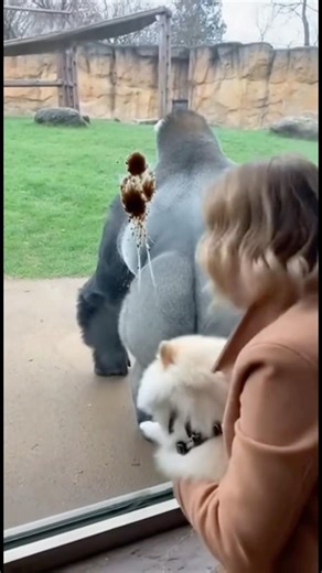 The Gorilla Turned Around… Nobody Was Ready